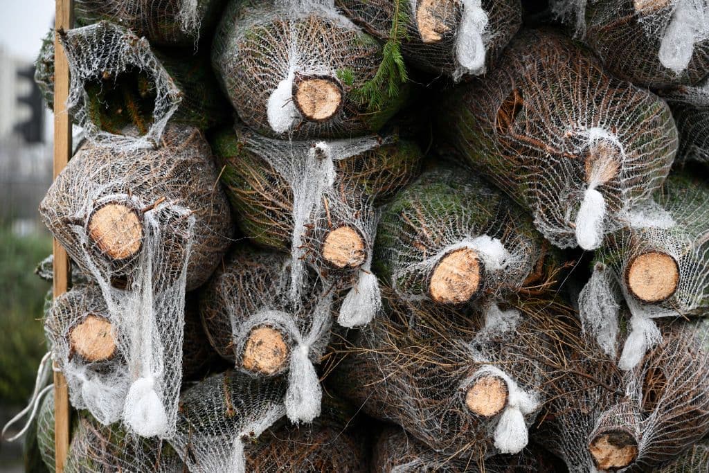How to Recycle Your Christmas Tree in Pittsburgh