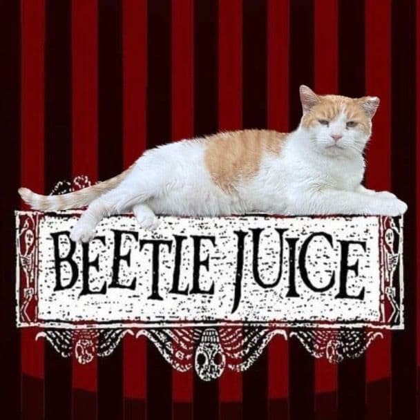 Vote for the Pittsburgh Cat ‘Beetlejuice’ in America’s Favorite Pet Contest